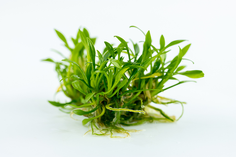 Can Texture Make a Small Aquarium Look Deeper? A Planting Plan for Fish, Shrimp, and Snails